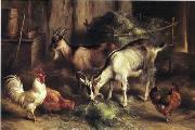 unknow artist poultry  160 painting